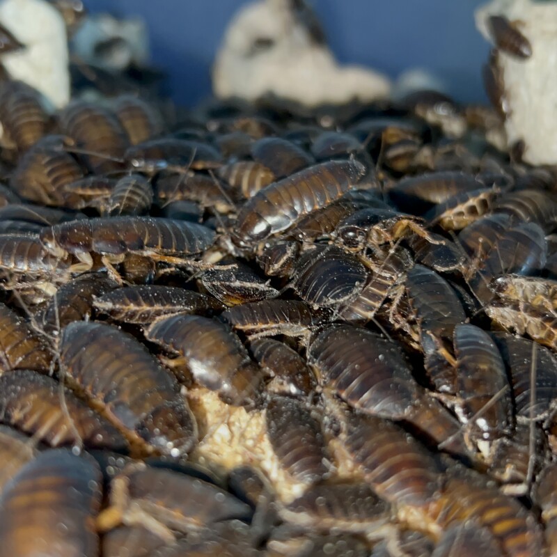 What are Dubia Roaches? Are Dubia Roaches safe for my pets?What pets can eat Dubia Roaches? || Pisces The Farm || True Bugs ||Live Dubia Roaches ||
