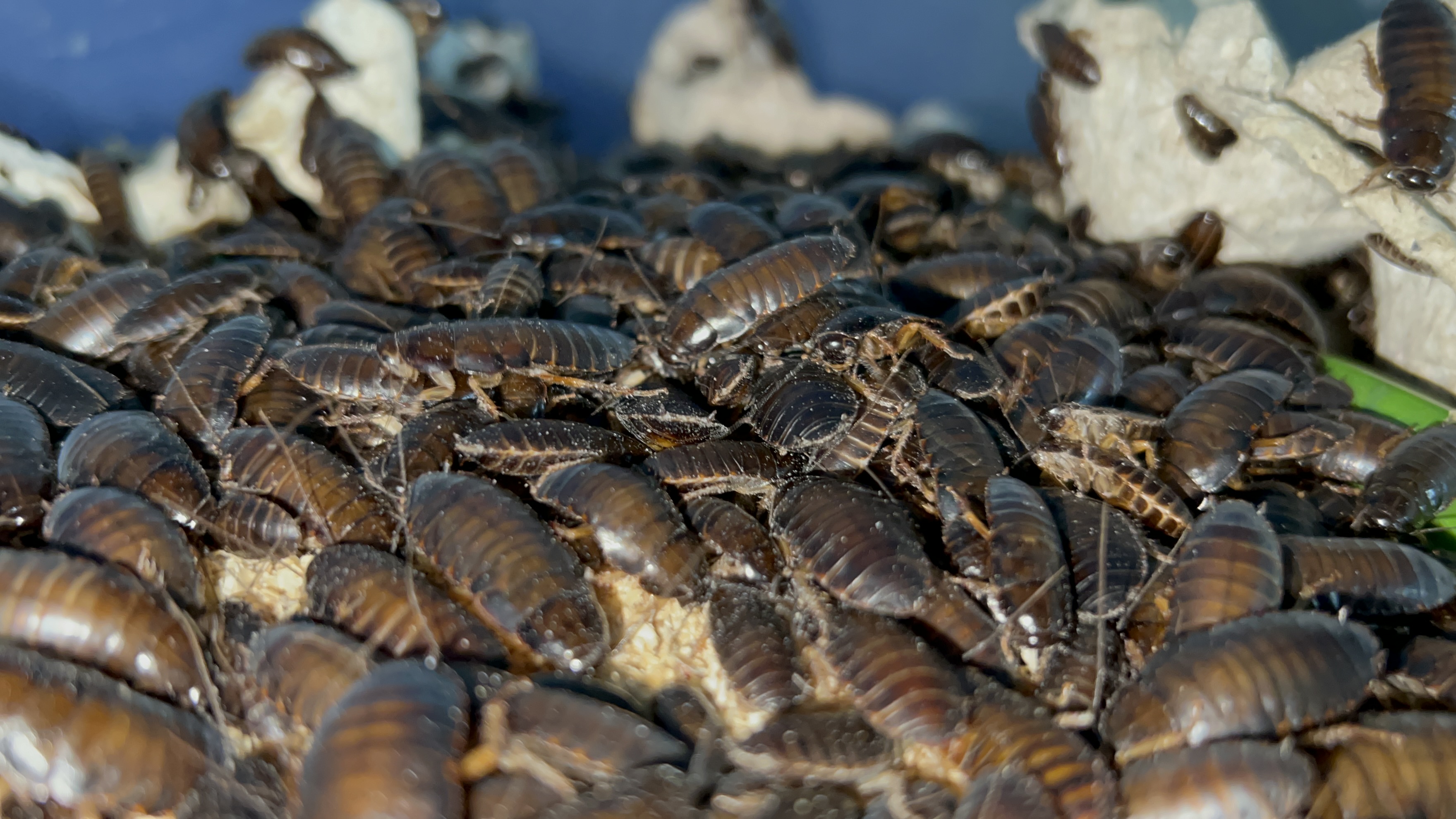 What are Dubia Roaches? Are Dubia Roaches safe for my pets?What pets can eat Dubia Roaches? || Pisces The Farm || True Bugs ||Live Dubia Roaches ||