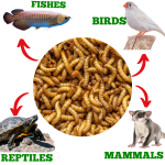 True Bugs Live Mealworms 1 Kg box( 11000+ pcs)