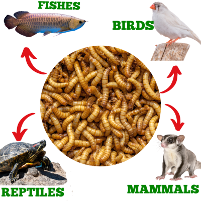 True Bugs Live Mealworms 1 Kg box( 11000+ pcs)