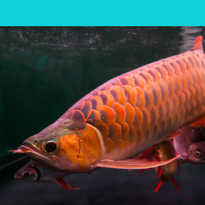 LARGE AROWANA DIET - Pisces - India