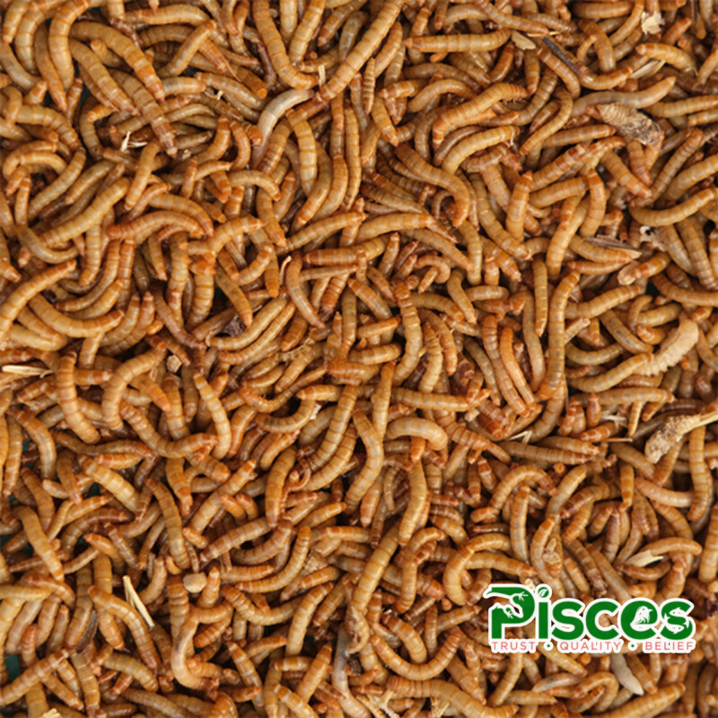 TRUE BUGS LIVE MEALWORMS (25GM BOX) 300+ pcs