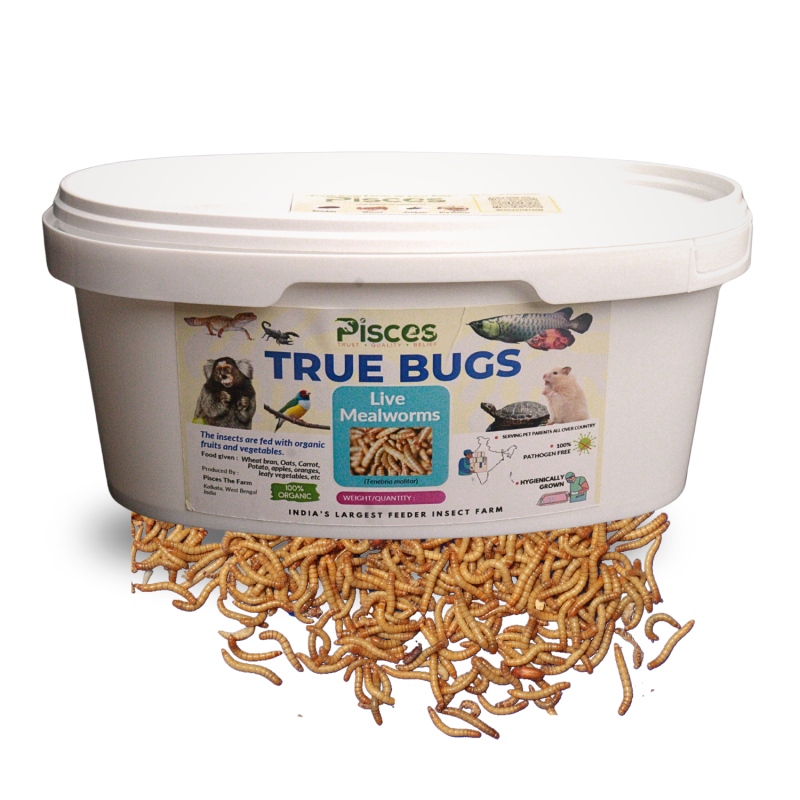 TRUE BUGS LIVE MEALWORMS (25GM BOX) 300+ pcs