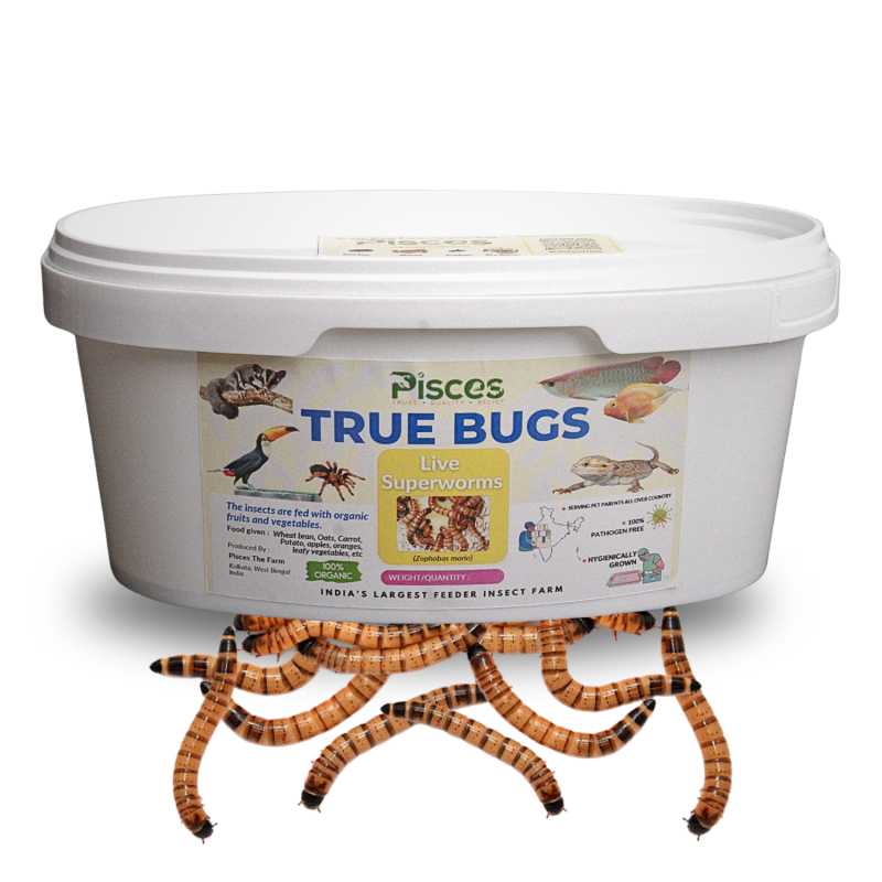 True Bugs Live Superworms (50Pcs BOX) - For Fishes, birds, reptiles, mammals, rodents, etc