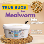 TRUE BUGS LIVE MEALWORMS (25GM BOX) 300+ pcs