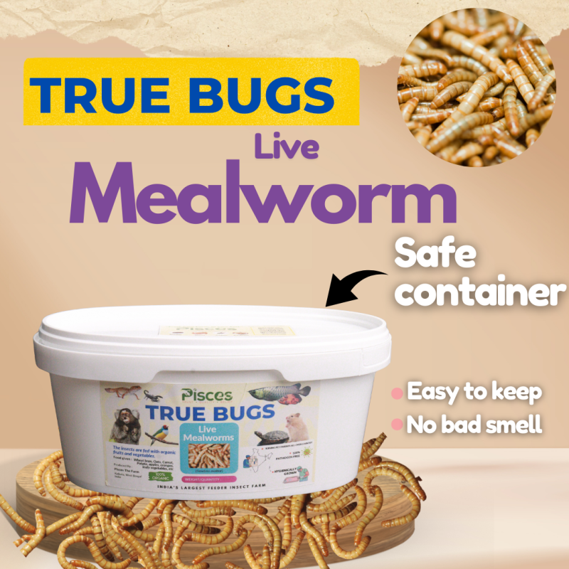 TRUE BUGS LIVE MEALWORMS (25GM BOX) 300+ pcs