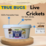 Live Crickets for Sale Online India | (25PCS)  Premium Feeder Insects | Pisces