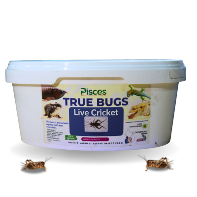 Live Crickets for Sale Online India | (25PCS)  Premium Feeder Insects | Pisces