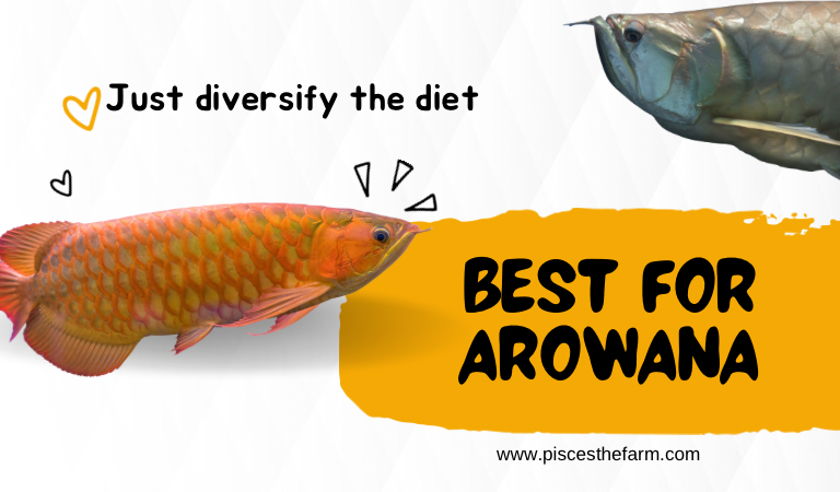 Best arowana diet