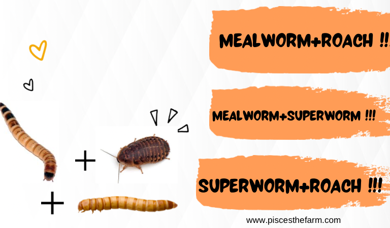 SPECIAL DISCOUNT COMBO !